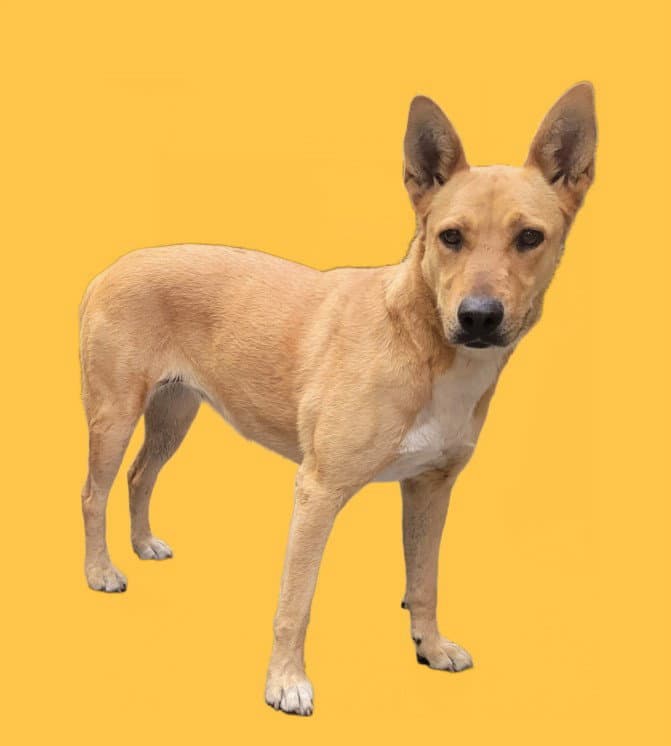 Lime - German Shepherd Dog