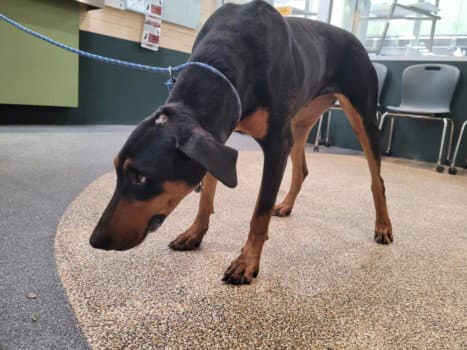 Pita - Doberman Pinscher
