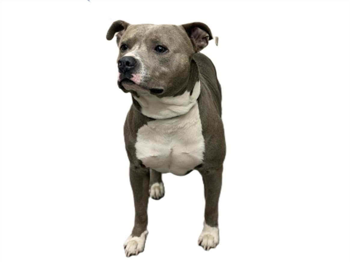 Bently - Pit Bull Terrier
