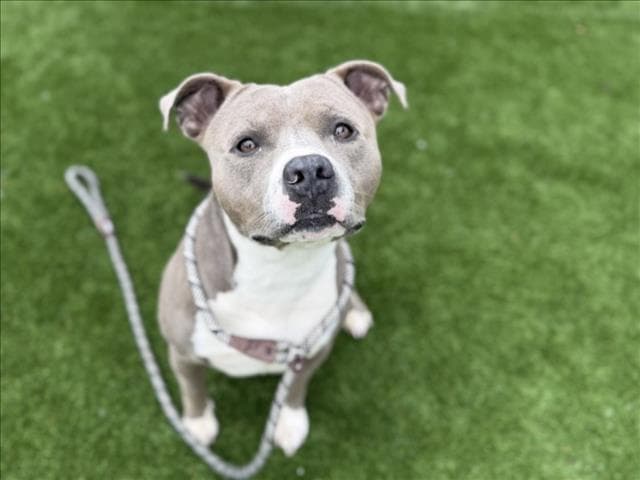 Bently - Pit Bull Terrier