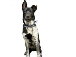 Vince image 1