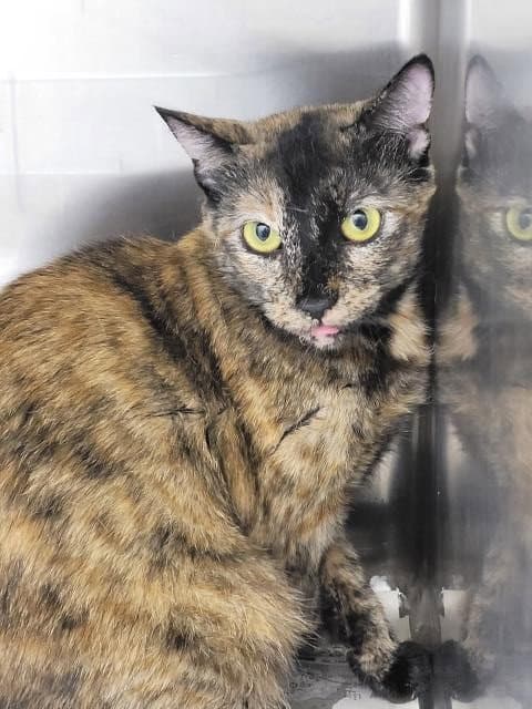 Unknown - Domestic Short Hair