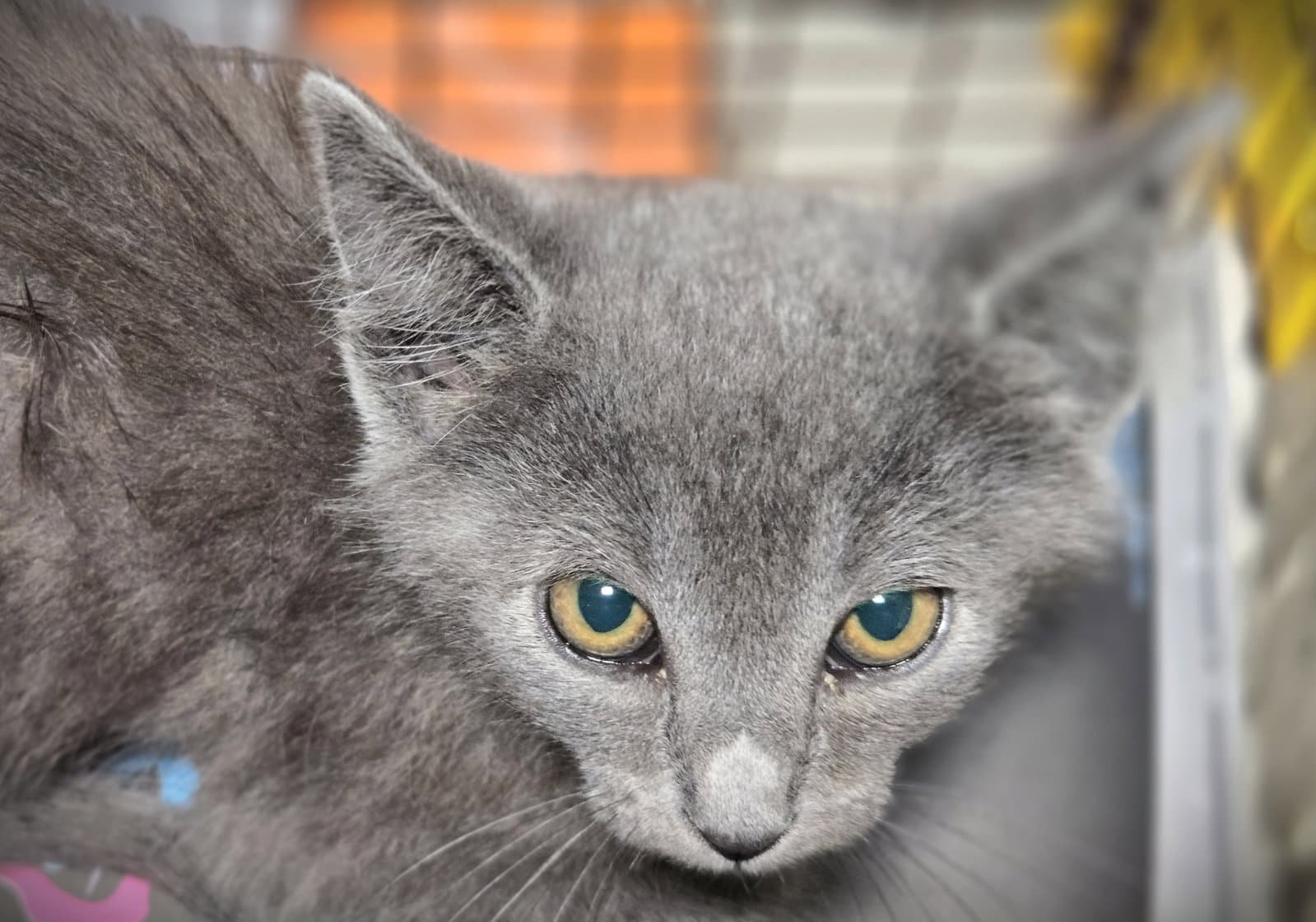 Mod Podge - Domestic Short Hair