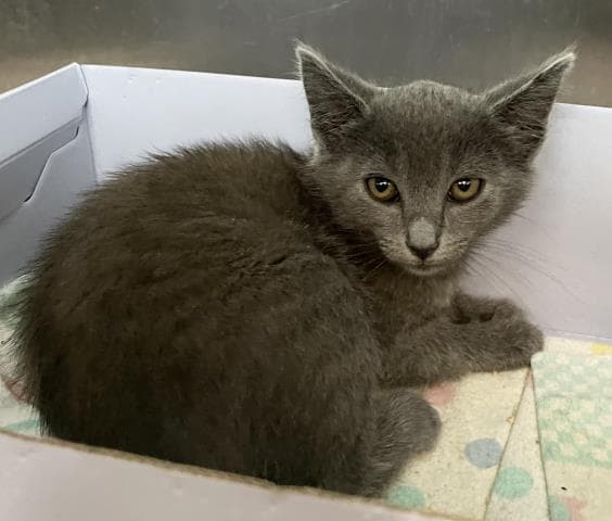 Mod Podge - Domestic Short Hair
