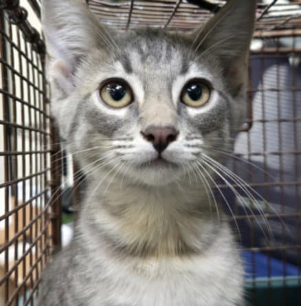 Sisig - Domestic Short Hair
