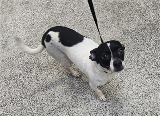 Malibu - Jack Russell Terrier (Parson Russell Terrier)