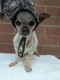 Sweetie image 1