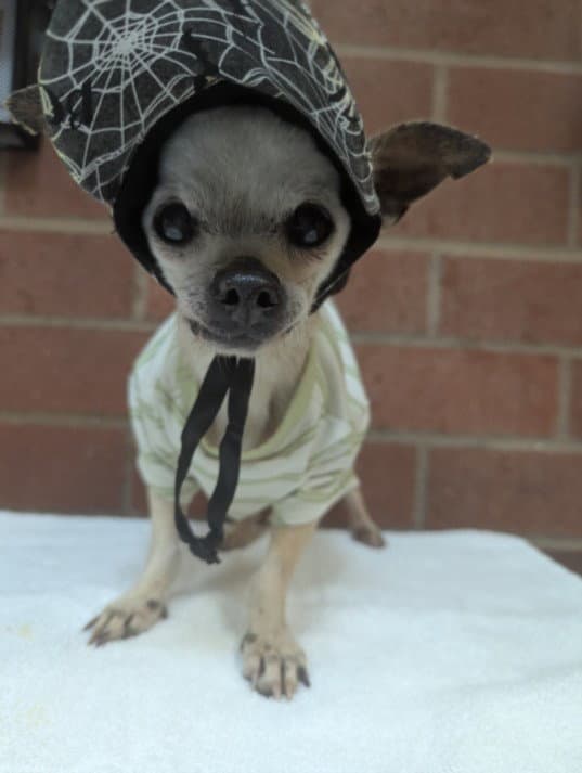 Sweetie - Chihuahua