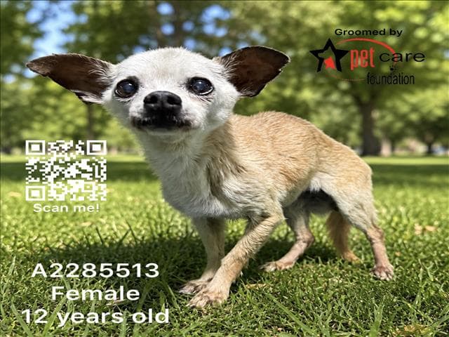 Sweetie - Chihuahua