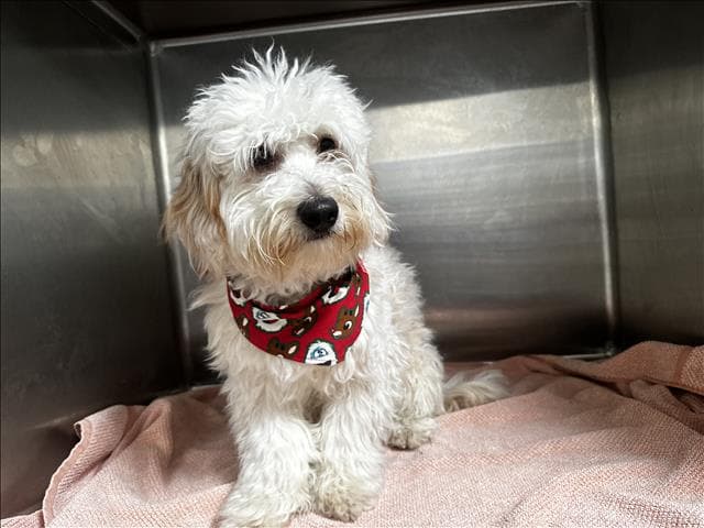 Rogelio - Maltese