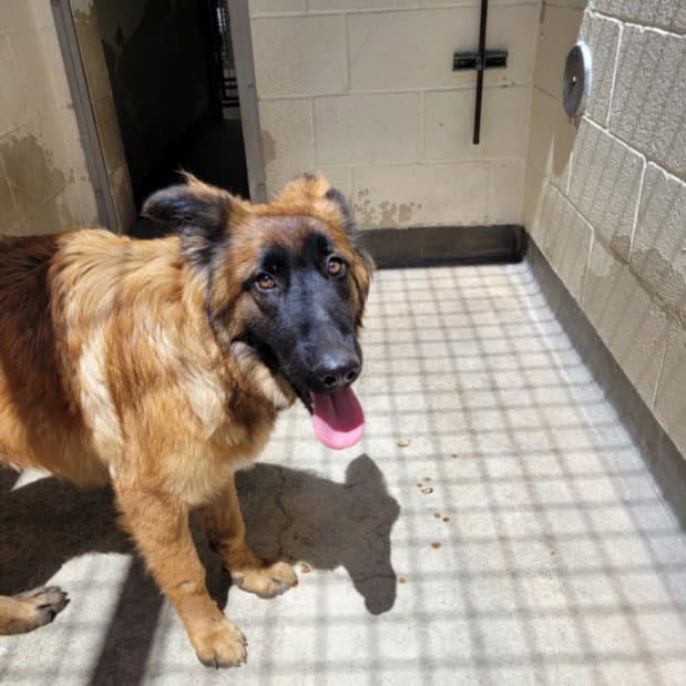 Sasha - German Shepherd Dog