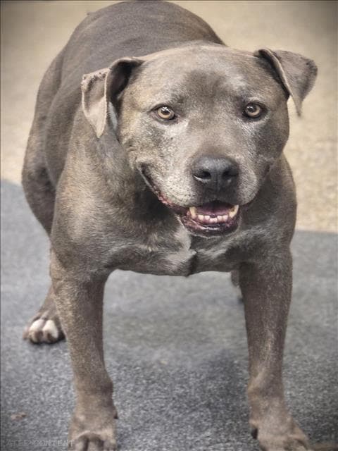 Smokey - Staffordshire Bull Terrier