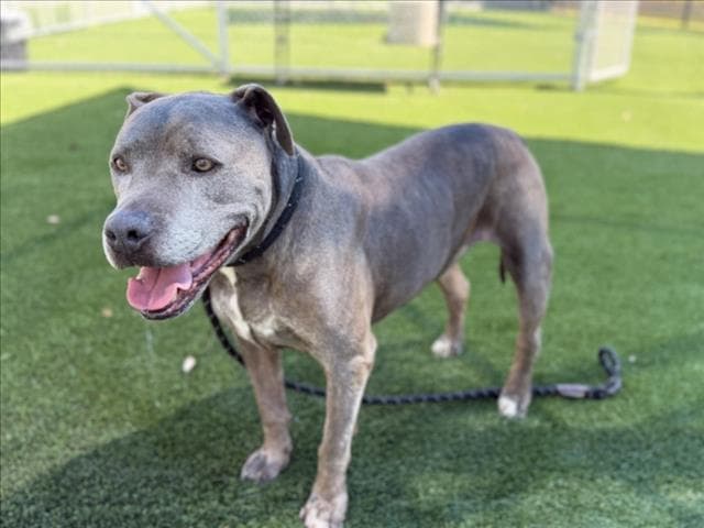 Smokey - Staffordshire Bull Terrier