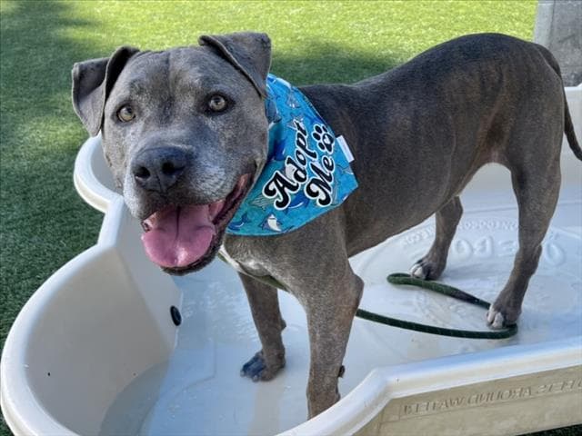 Smokey - Staffordshire Bull Terrier