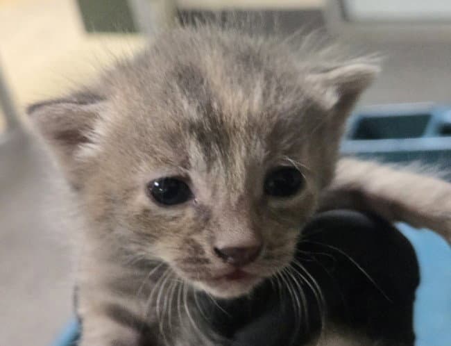 Abbey Tabby - Domestic Short Hair