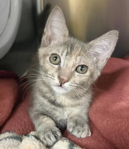 Abbey Tabby - Domestic Short Hair