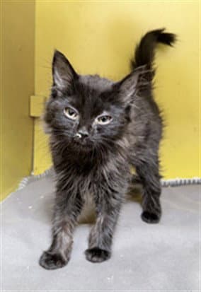 Dos - Domestic Short Hair