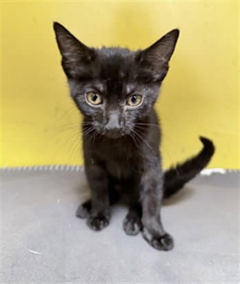 Tres - Domestic Short Hair