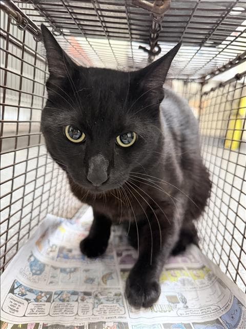 Cinco - Domestic Short Hair