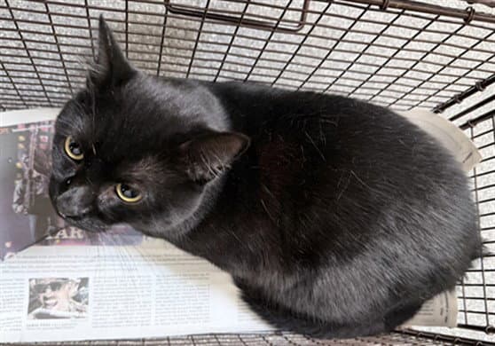 Seis - Domestic Short Hair