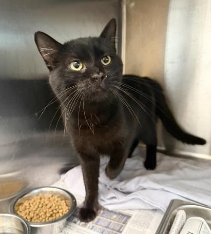 Seis - Domestic Short Hair