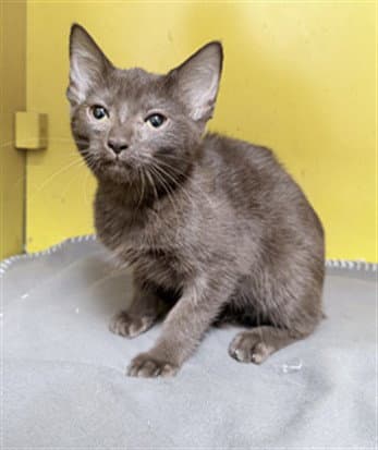 Ocho - Domestic Short Hair