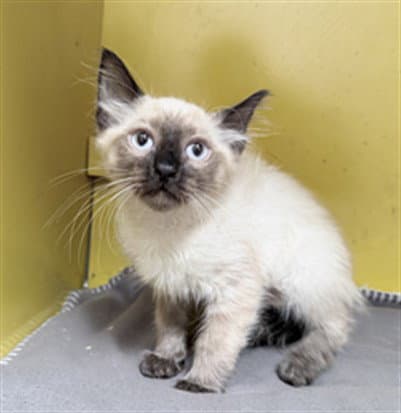 Nueve - Siamese