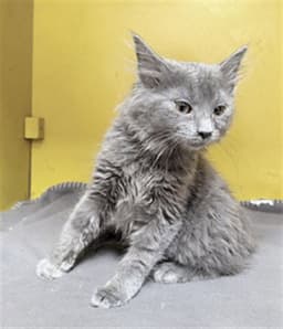 Diez image 1