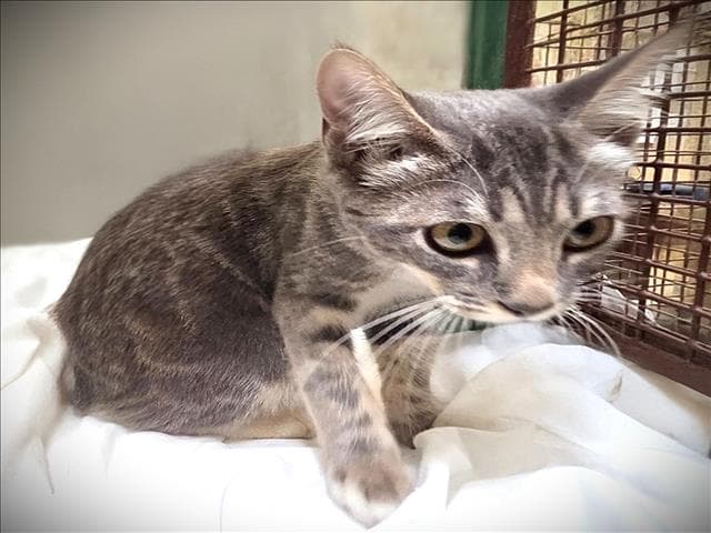 Mintchip - Domestic Short Hair