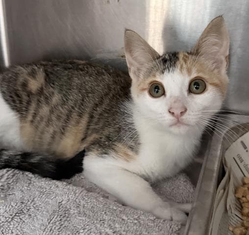 Dew Drop - Domestic Short Hair