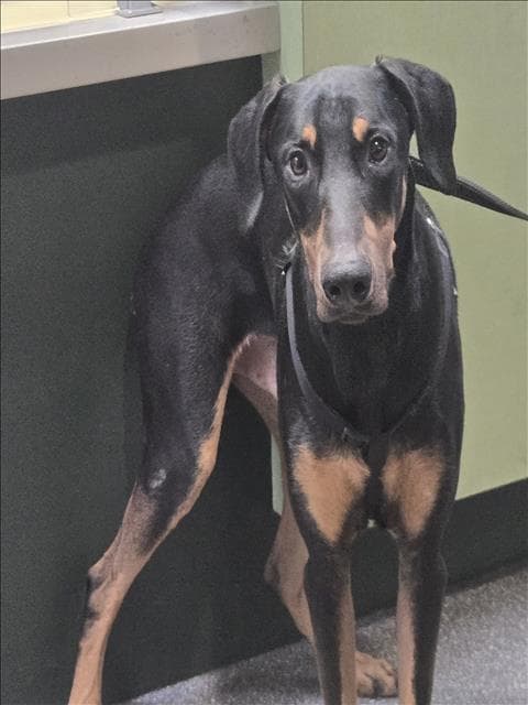 Oxy - Doberman Pinscher