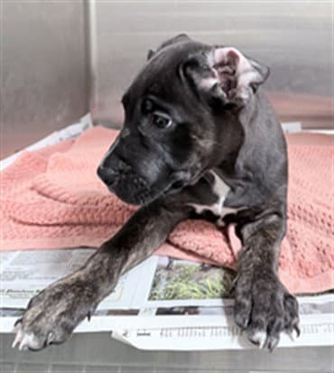 Lotus - Pit Bull Terrier