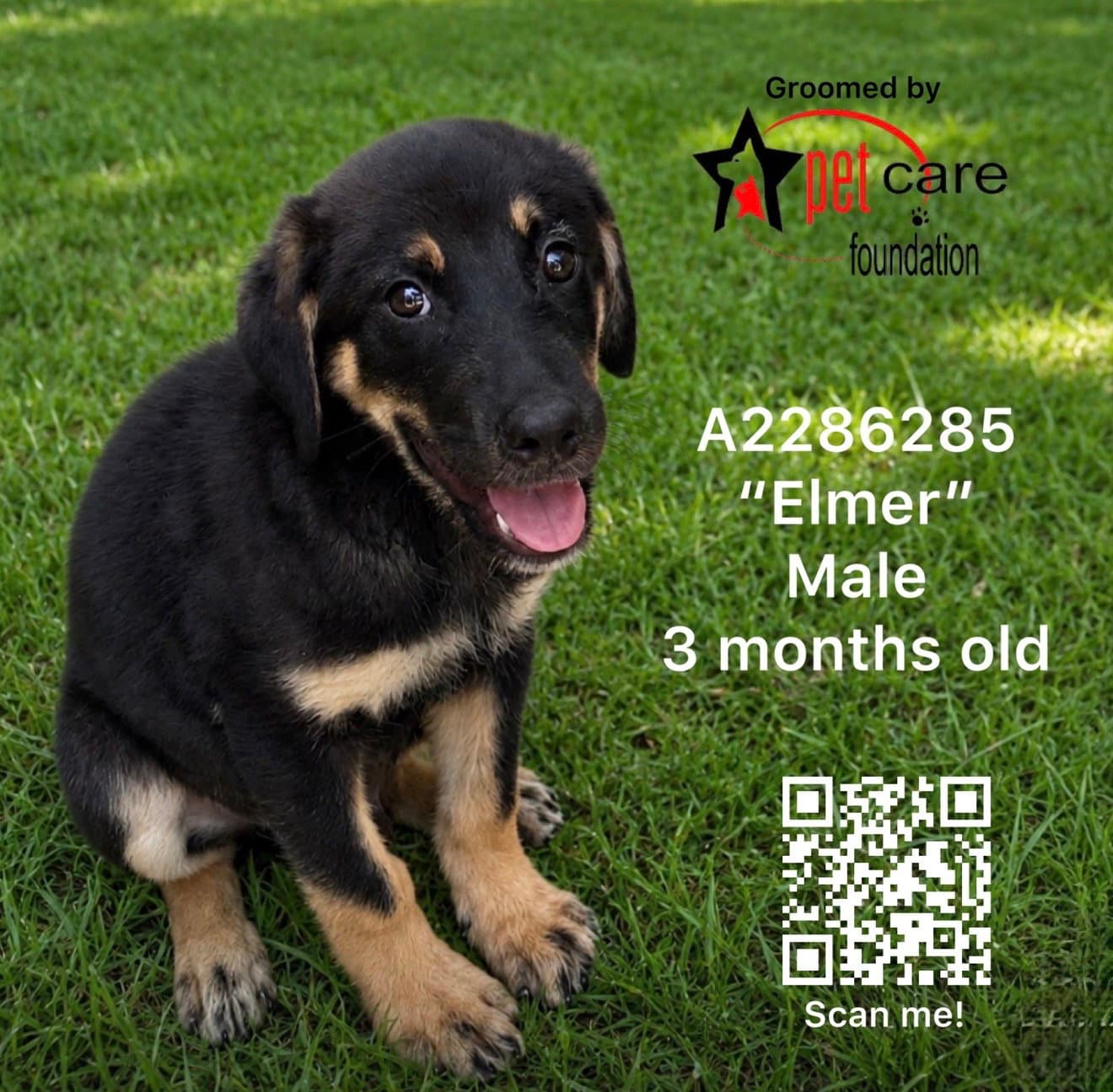 Elmer - German Shepherd Dog