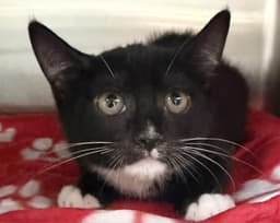 Kitty Poppins image 1