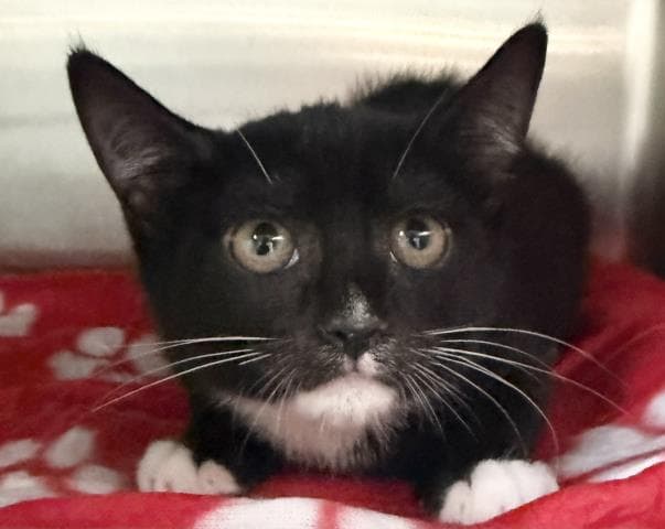 Kitty Poppins - Domestic Short Hair