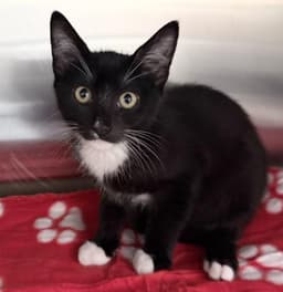 Cat Sajak image 1