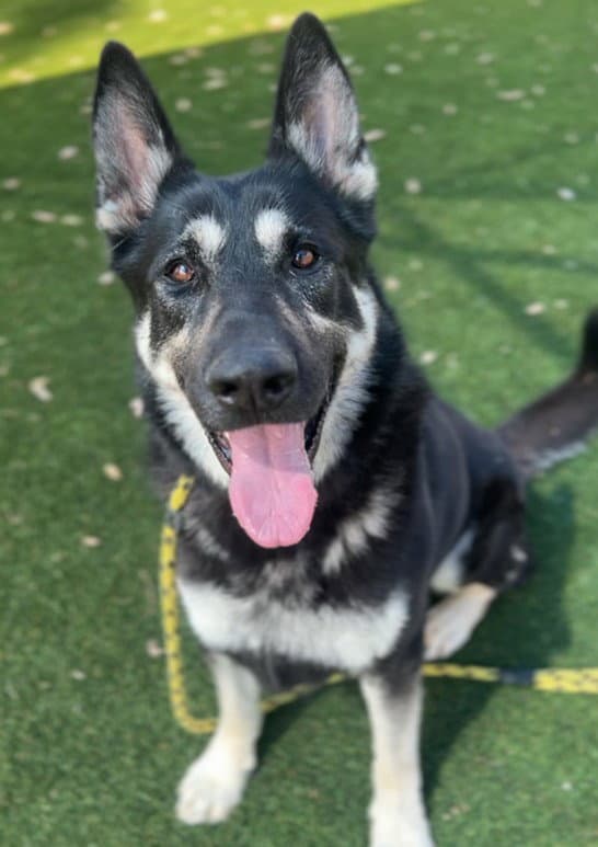 Poncho - German Shepherd Dog