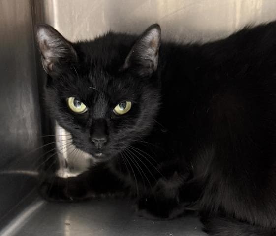 Midnight - Domestic Short Hair