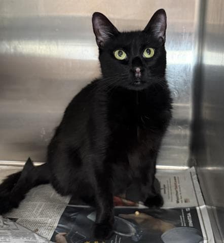 Midnight - Domestic Short Hair