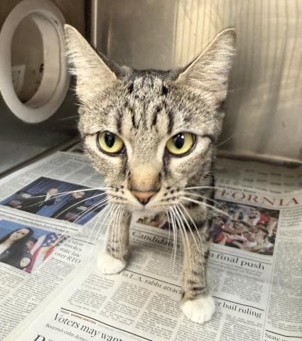Moon - Domestic Short Hair