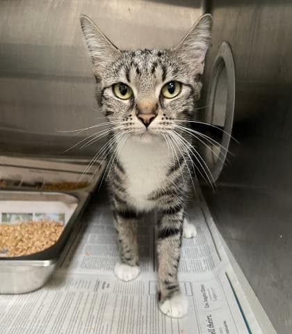 Moon - Domestic Short Hair