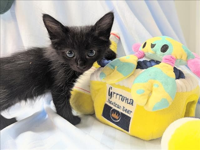 Coal - Domestic Short Hair