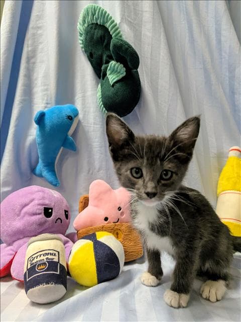 Ember - Domestic Short Hair