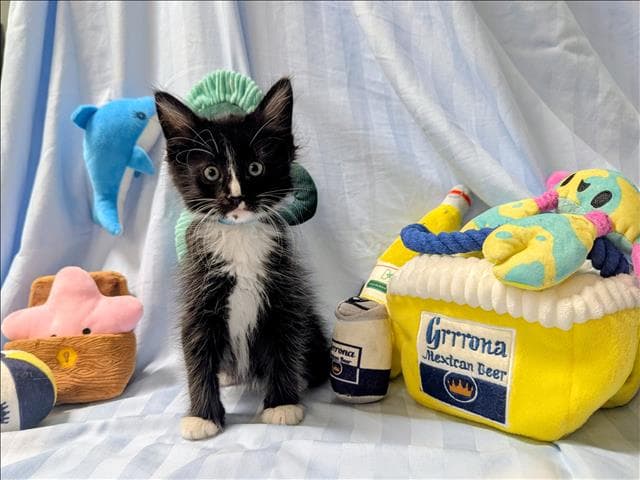 Blaze - Domestic Short Hair