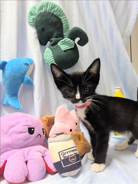 Flame - Domestic Short Hair