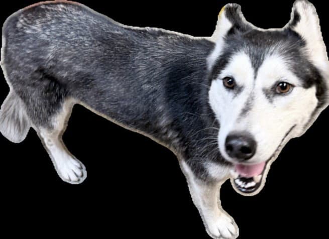 Jazzy - Siberian Husky