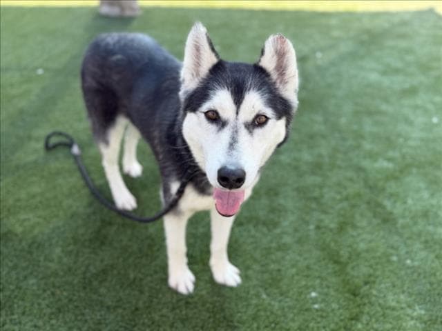 Jazzy - Siberian Husky