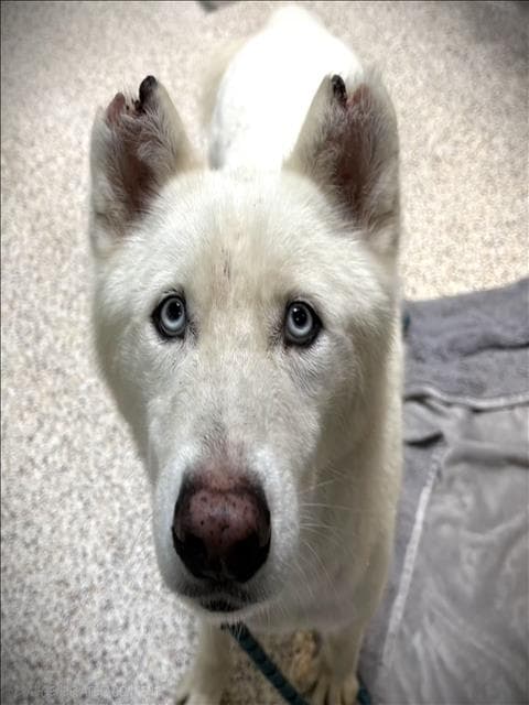 Squeegee - Siberian Husky