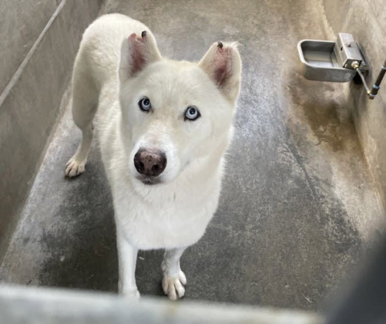 Squeegee - Siberian Husky