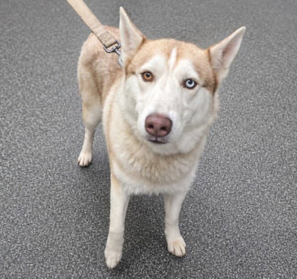 True - Siberian Husky